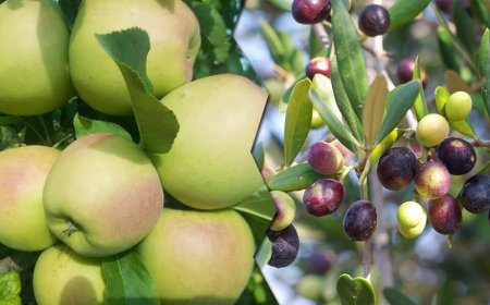 باتنة تتحول إلى قطب فلاحي بإمتياز في إنتاج "التفاح"