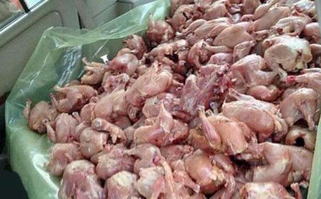 حجز حوالي 02 قنطار من اللحوم البيضاء الفاسدة بباتنة