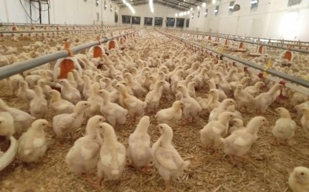 تقليص مدة تربية "الدجاج" 