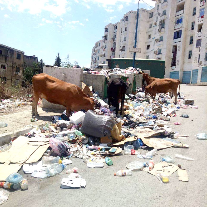  الأبقار تعود إلى سيدي عمار