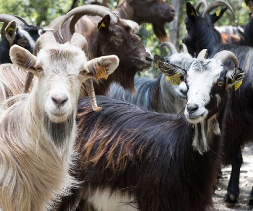 استرجاع  24 رأس ماعز استوليا عليها شخصين عن طريق النصب والاحتيال بعين فكرون