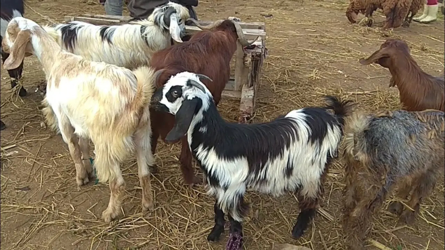 منع تجول "الماعز" بواد العنب 