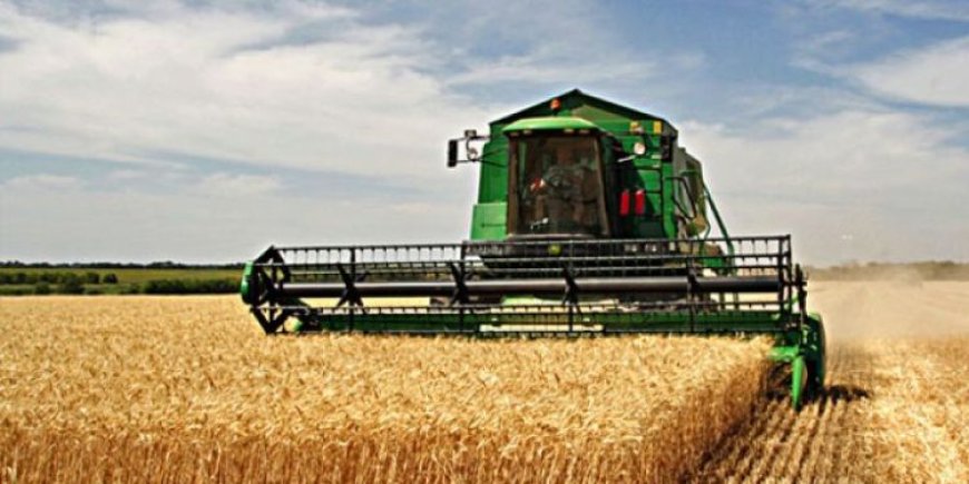 الجزائر تستهدف زراعة 1.6 مليون هكتار من القمح الصلب 