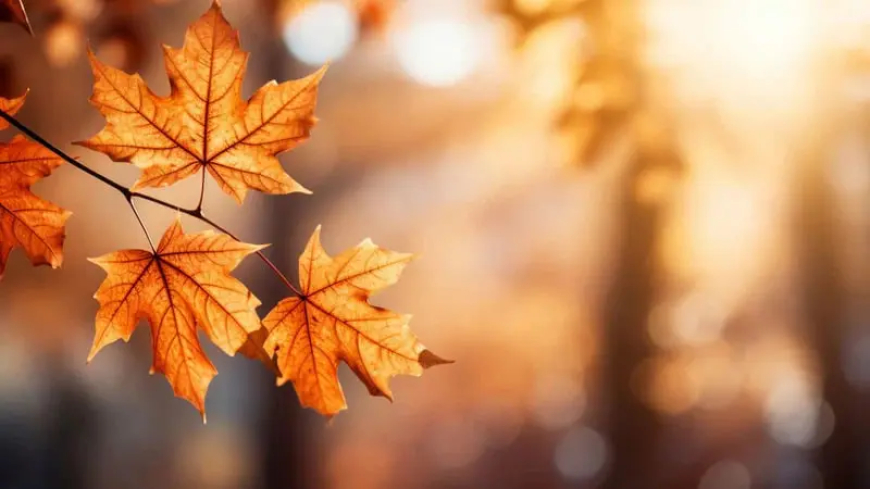 فلكيا" بداية فصل الخريف