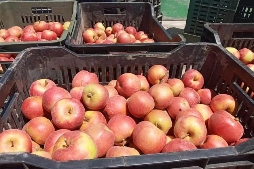 توقع إنتاج أزيد من مليون و600 ألف قنطار من التفاح بباتنة