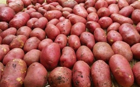 البطاطا "الحمراء " تغزو الأسواق