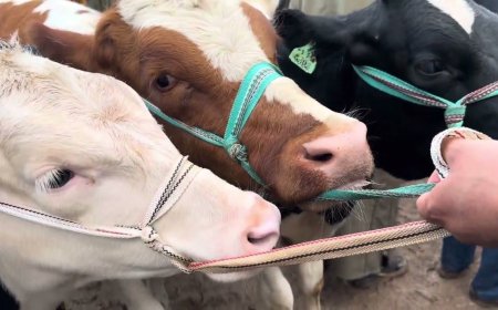 حجز مجموعة من الأبقار المتجولة في أحياء سيدي سالم وبوخضرة