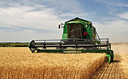 توقعات بزراعة أزيد من 100 ألف هكتار من القمح لجميع الأصناف بقالمة