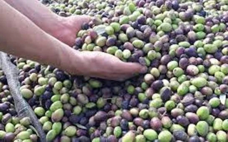 عنابة:  مردودية إنتاج الزيتون هذا الموسم ستكون أحسن من السنة الماضية