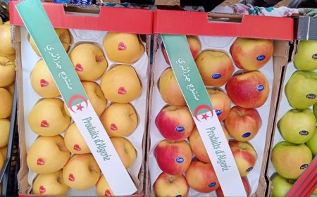 خنشلة تتصدر انتاج التفاح في الجزائر    