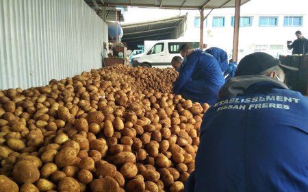 التحضير لتفريغ مخزون البطاطا لضبط السوق
