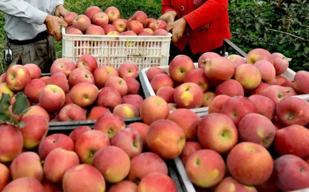 الشروع في بيع فاكهة التفاح مباشرة لتجار التجزئة لخفض الأسعار