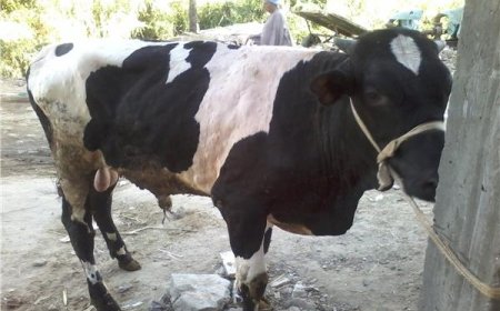  تسجيل 114 حالة بمرض الجلد العقدي  بسكيكدة