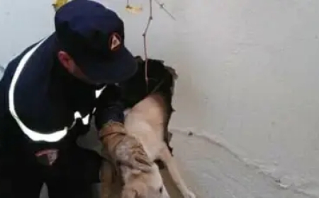 الحماية المدنية  بسطيف تنقذ كلبين من موت محقق