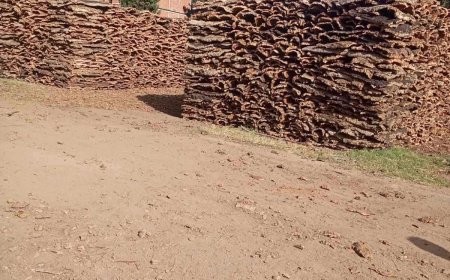 درك" تمالوس" بالمرصاد 