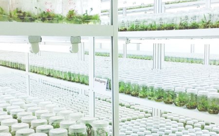  دخول بنك "الجينات" حيز الخدمة "قريبا"