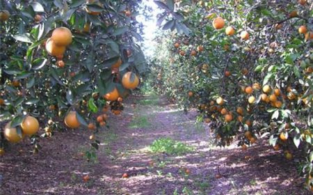 خرجات "فجائية" لأعوان التجارة لبساتين "البرتقال" بالحجار