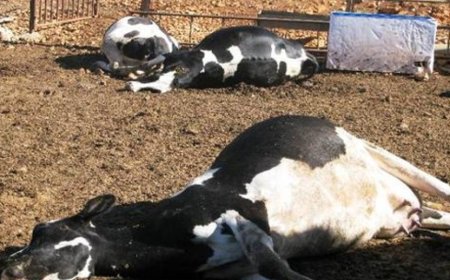 44 بالمائة من رؤوس الأبقار التي أصابها المرض  بجيجل تعرضت للنفوق