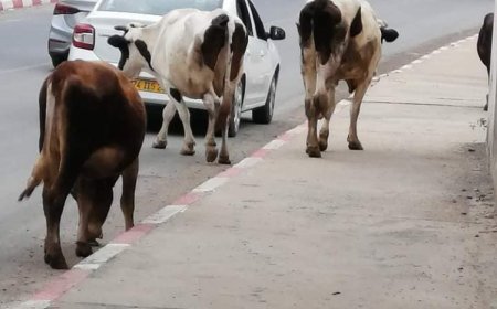 تحالف بين الكلاب و الأبقار بعنابة