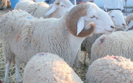 استرجاع قطيع متكون من 34 رأسا من الماشية بباتنة