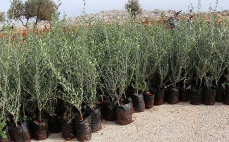 سيتم غرس 93750 شجرة في الأفق بسوق أهراس