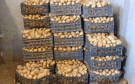 سقوط" عصابة" البطاطا