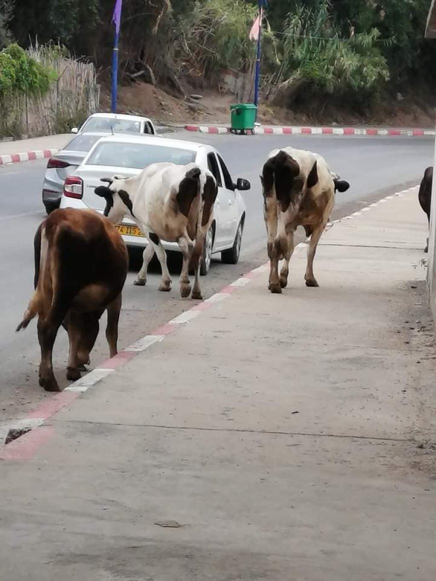 الأبقار تخرب مشاريع بالملايين بالمدينة الجديدة دراع الريش