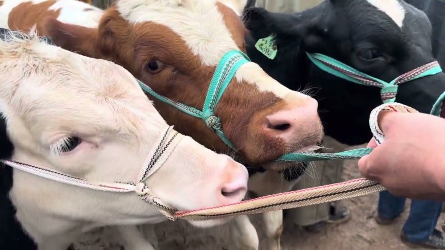 حجز مجموعة من الأبقار المتجولة في أحياء سيدي سالم وبوخضرة