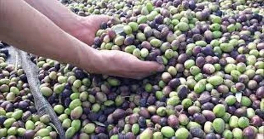 عنابة:  مردودية إنتاج الزيتون هذا الموسم ستكون أحسن من السنة الماضية