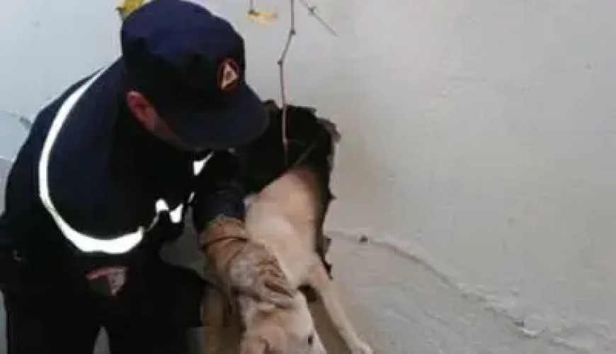 الحماية المدنية  بسطيف تنقذ كلبين من موت محقق