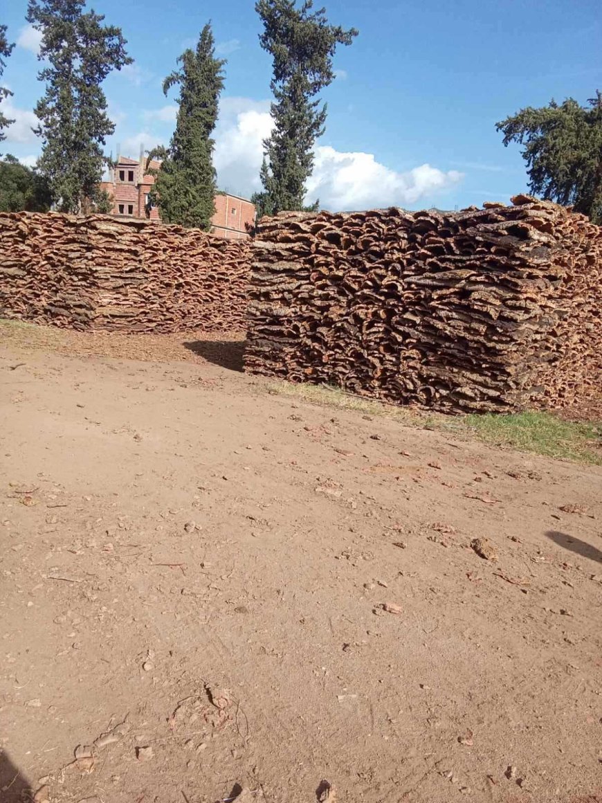 درك" تمالوس" بالمرصاد 