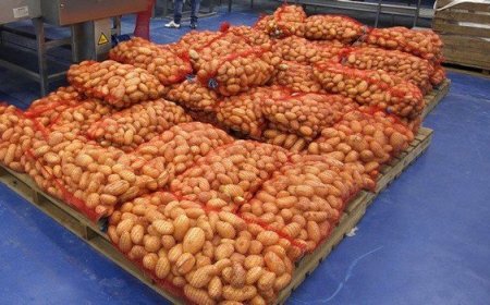 عنابة: انطلاق عملية تسويق البطاطا المدعمة في البوني بـ 65دج