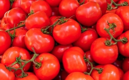 عنابة: ارتفاع قياسي في سعر الطماطم بالأسواق