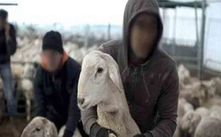 انتشار كبير لظاهرة سرقة المواشي بدائرة مروانة