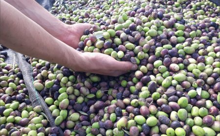 مجهولون يستولون على محصول الزيتون بالعنصر بجيجل  