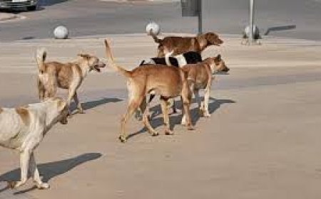 حملة ضد الكلاب الضالة 