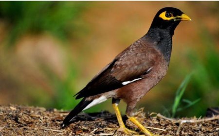 رصد طائر "المينا" الخطير بالجزائر 