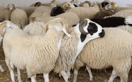 مخاوف الجزائريين من تكرار سيناريو "لهيب" أسعار أضاحي  تجر وزارة الفلاحة الى البرلمان