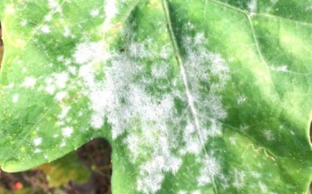 عنابة:  ظهور أولى بؤر مرض البياض الزغبي"الميلديو" بحقول البطاطا بالحجار 