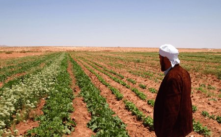 الجزائر تتجه نحو توقيف إستيراد البذور والشتلات