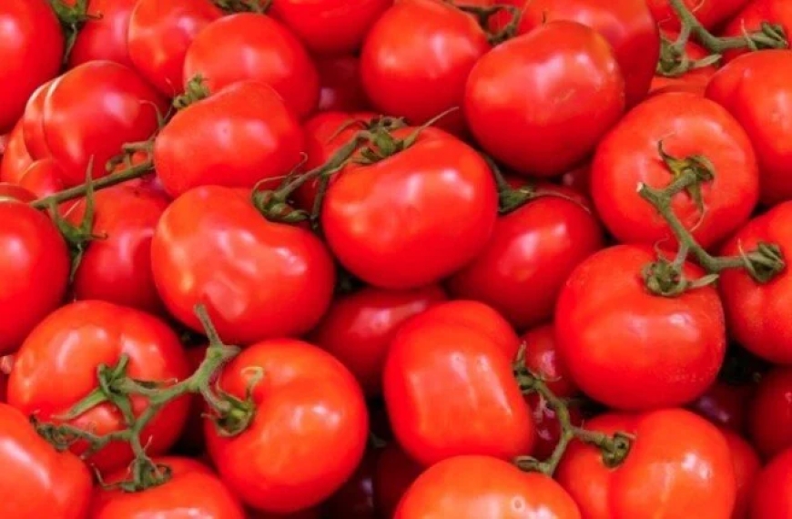 عنابة: ارتفاع قياسي في سعر الطماطم بالأسواق