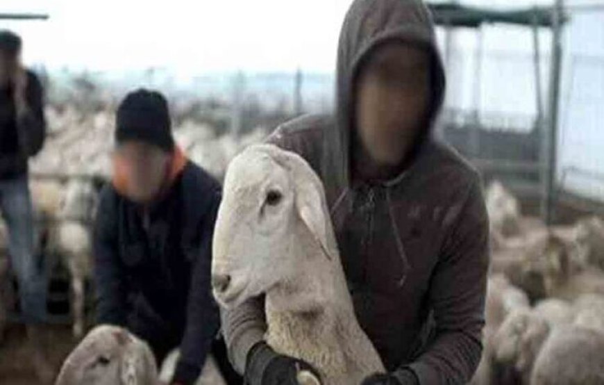 إرتفاع عدد ضحايا سرقة المواشي بعد تسجيل حالتين جديدتين بباتنة