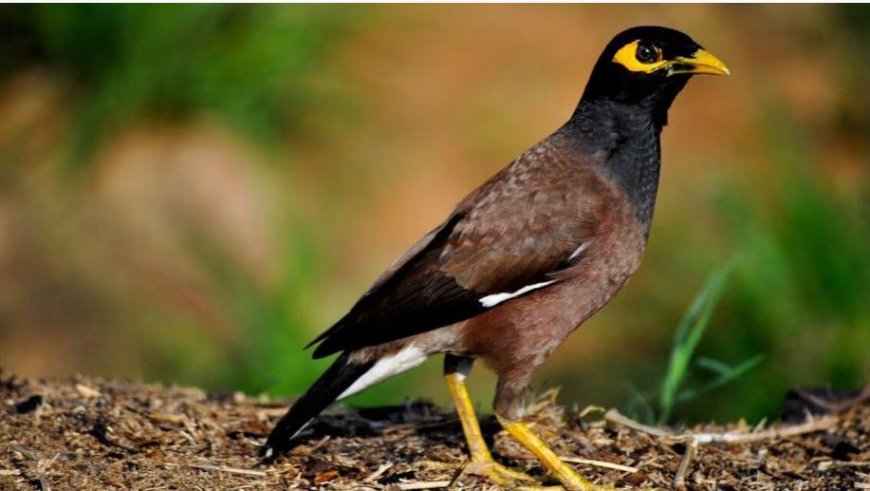 رصد طائر "المينا" الخطير بالجزائر 