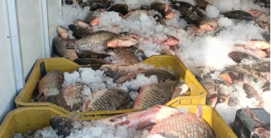 تصدير شحنة من أسماك المياه العذبة نحو السينغال