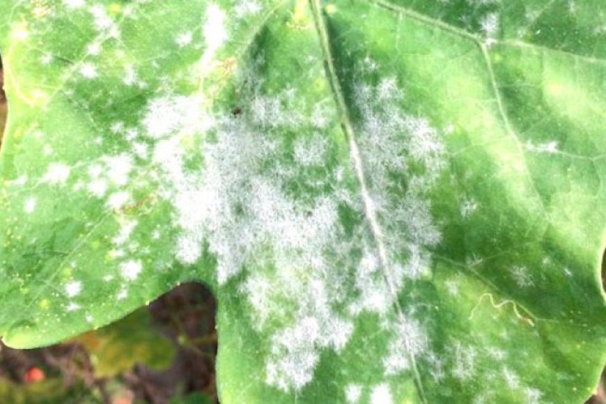 عنابة:  ظهور أولى بؤر مرض البياض الزغبي"الميلديو" بحقول البطاطا بالحجار 