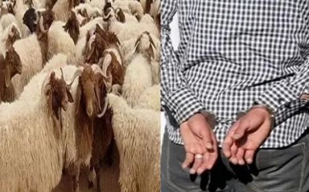 أم البواقـي:   وضع حد لعصابة سرقة المواشي  واسترجاع 13 رأس غنـم  بعين فكرون