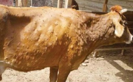 ظهور بؤر مرض للجلد العقدي ونفوق 05 ابقار بقرية بلحفاف  بقالمة