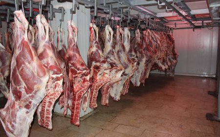  تسويق أكثر من 500 طن من اللحوم المستوردة بجيجل  