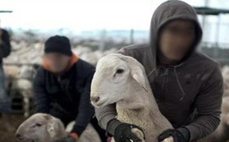  الإطاحة بعصابة تنشط في مجال سرقة المواشي بالشقفة بجيجل  