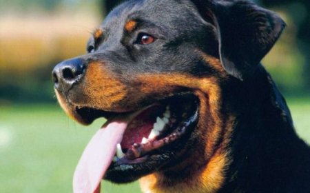 توقيف ثلاثيني كان يستعين بكلب شرس لترهيب ضحاياه بالقنار بجيجل